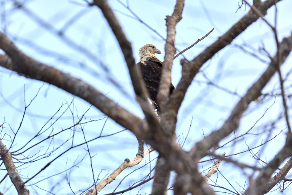 Costa Rica falcon