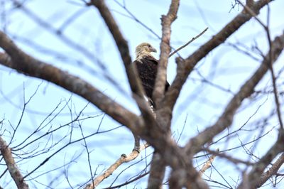 Crested Caracara 2.jpg