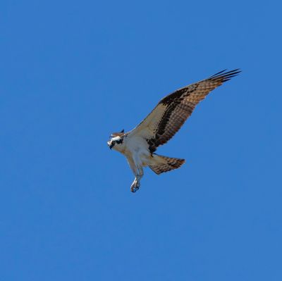 Osprey soaring 1-2-Edit copy.jpg