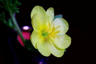 Cut-Leaved Evening Primrose-1a.JPG