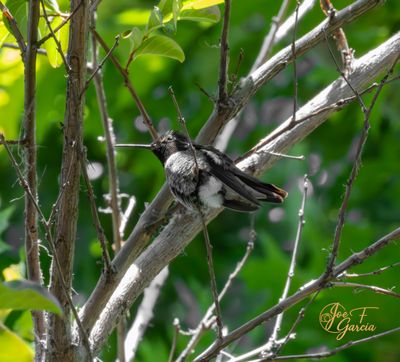Black-chinned Hummingbird@0.75x.jpg