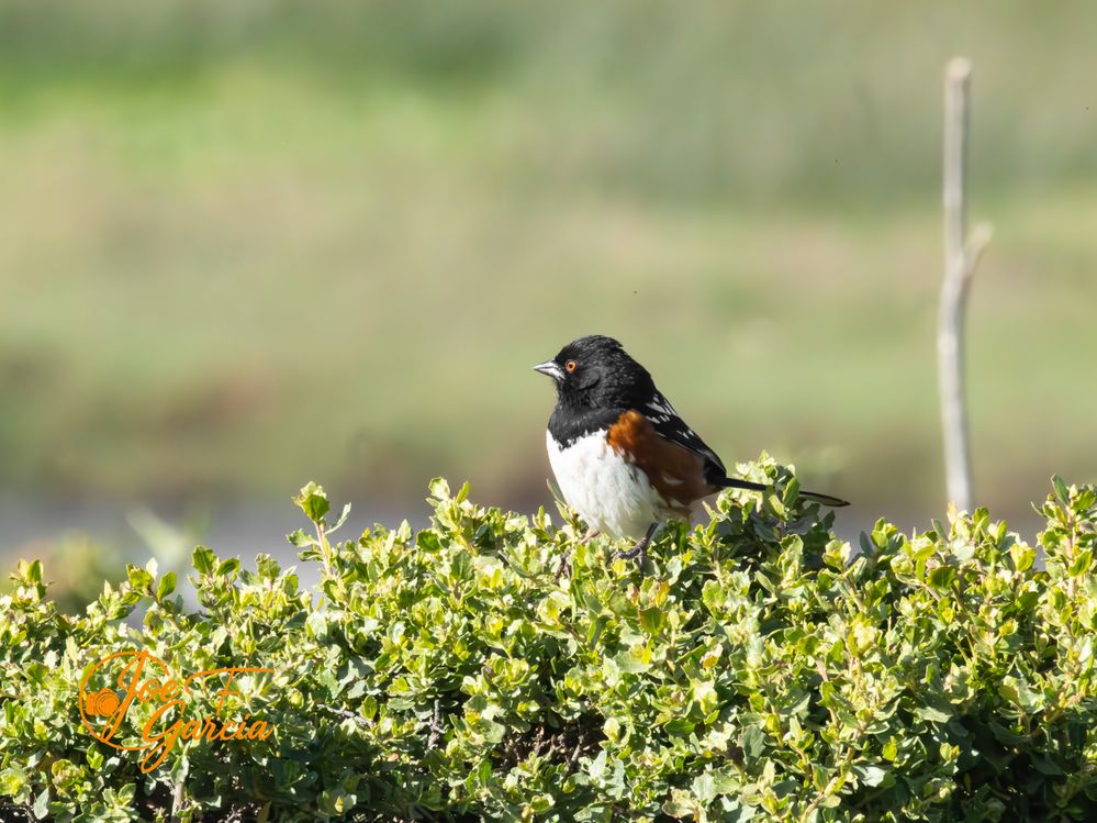 Spotted Towhee R5 Mark II  RF200-800mm F6.3-9 IS USM  Handheld