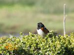 Spotted Towhee R5 Mark II  RF200-800mm F6.3-9 IS USM