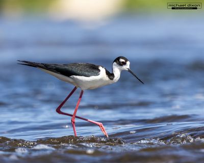 stilt_black-necked_sepulveda_26_05_18_L0A5785.jpg