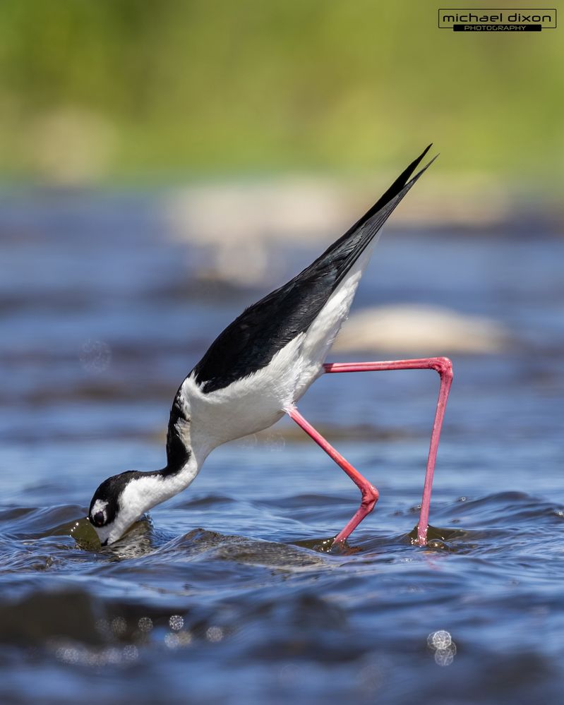 stilt_black-necked_sepulveda_26_05_18_L0A5233.jpg