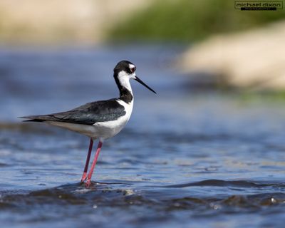 stilt_black-necked_sepulveda_26_05_18_L0A5843.jpg