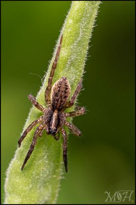 70594 Wolf Spider.jpg
