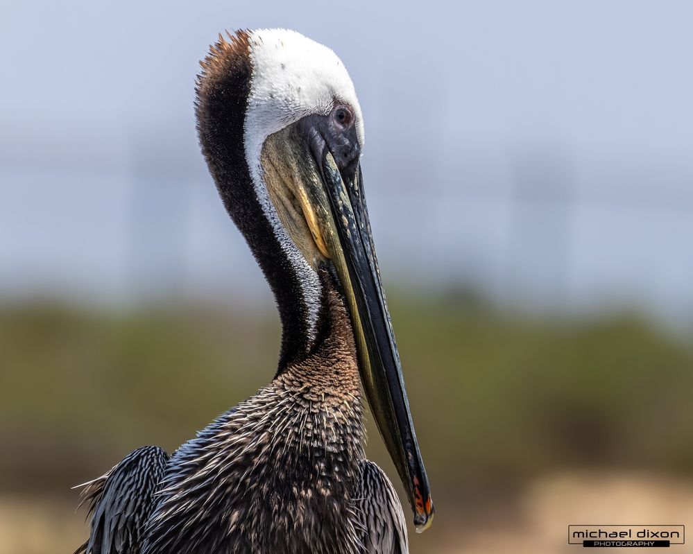 pelican_brown_bolsa_26_05_23_L0A1599.jpg