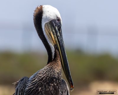 pelican_brown_bolsa_26_05_23_L0A1599.jpg