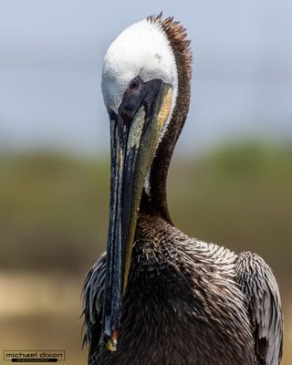 pelican_brown_bolsa_26_05_23_L0A1547.jpg