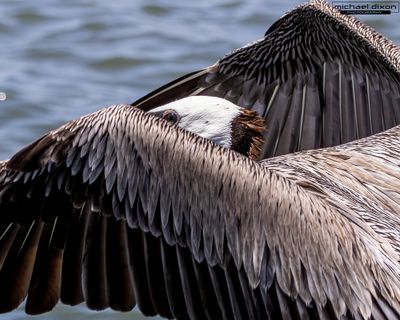 pelican_brown_bolsa_26_05_23_L0A1305.jpg