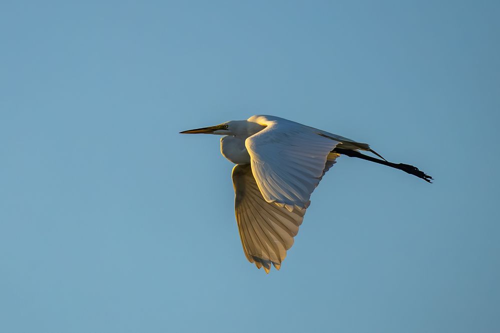 Great Egret, 1/2000, f10, ISO 1250