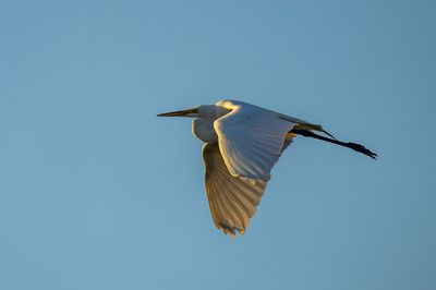 20260521-Canon EOS R6m2-026.jpg