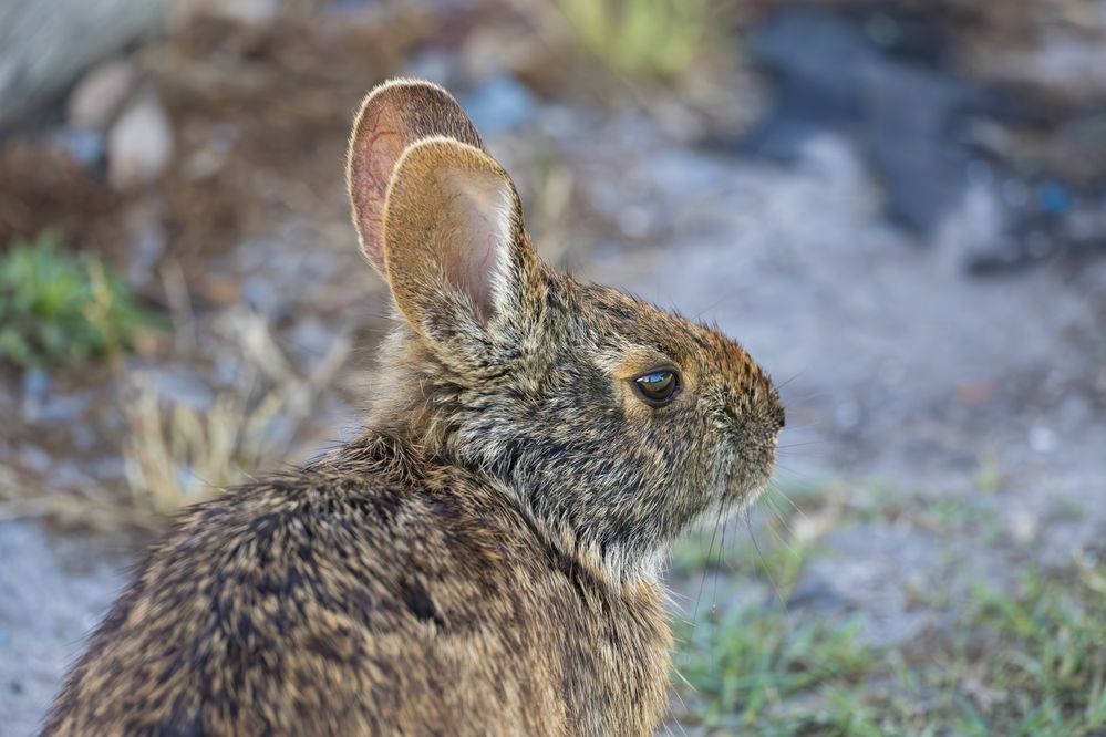 Marsh Rabbit, notice the rounded ears, unlike the pointed ears of a a cottontail rabbit.  1/2500, F9, ISO 10000
