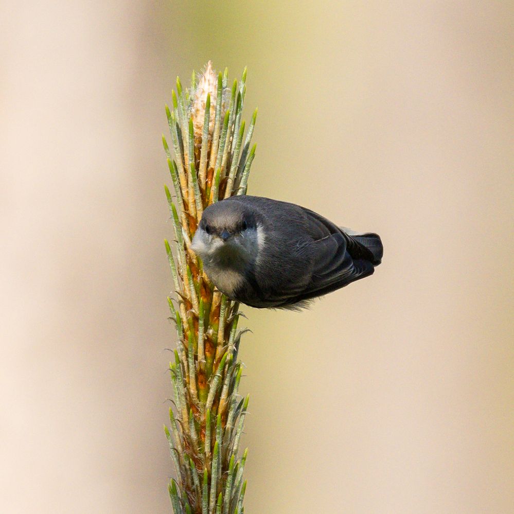 Brown-headed Nuthatch, 1/1600, f10, ISO 1000