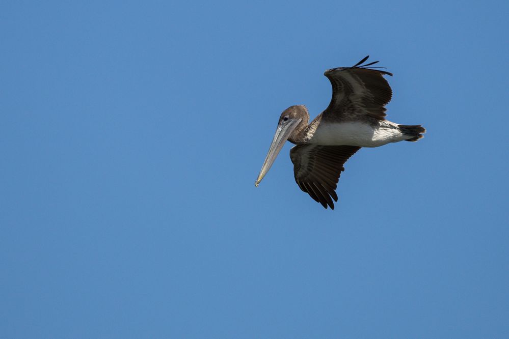 Juvenile Brown Pelican, 1/1600, f10, ISO 400