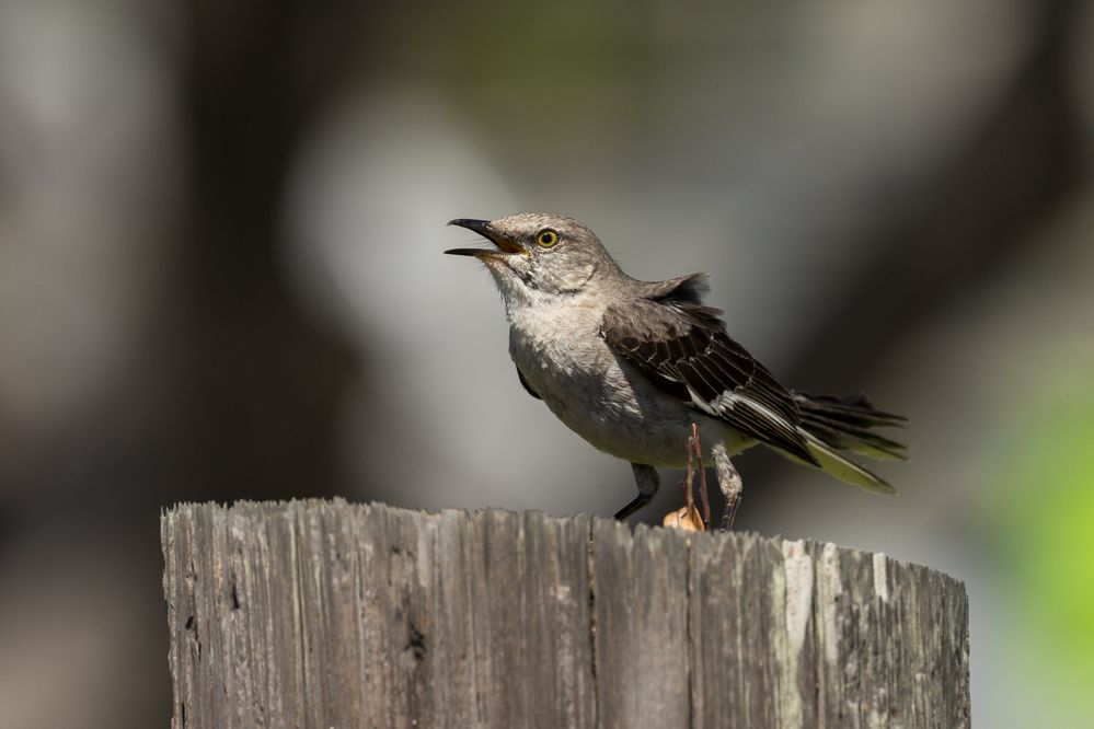 Northern Mockingbird, 1/1600, f9, ISO 640