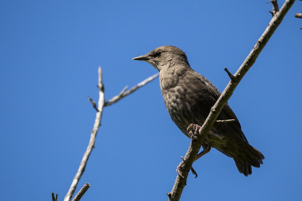 Juvenile European Starling, 1/2000, f9, ISO 800