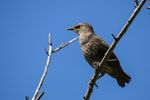 Juvenile European Starling, 1/2000, f9, ISO 800