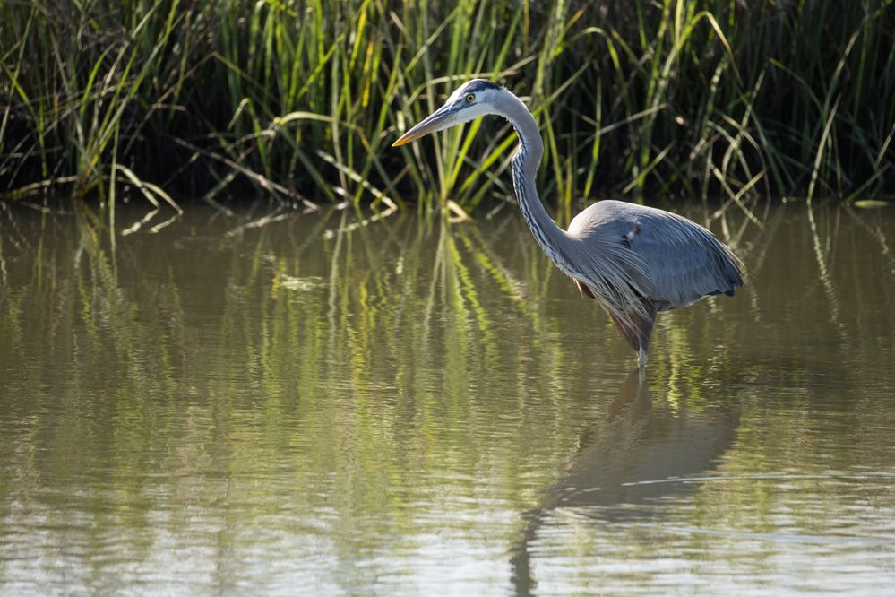 Great Blue Heron, 1/2000, f9, ISO 2500