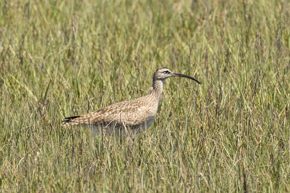 Hudsonian Whimbrel, 1/1600, F10, ISO 1000