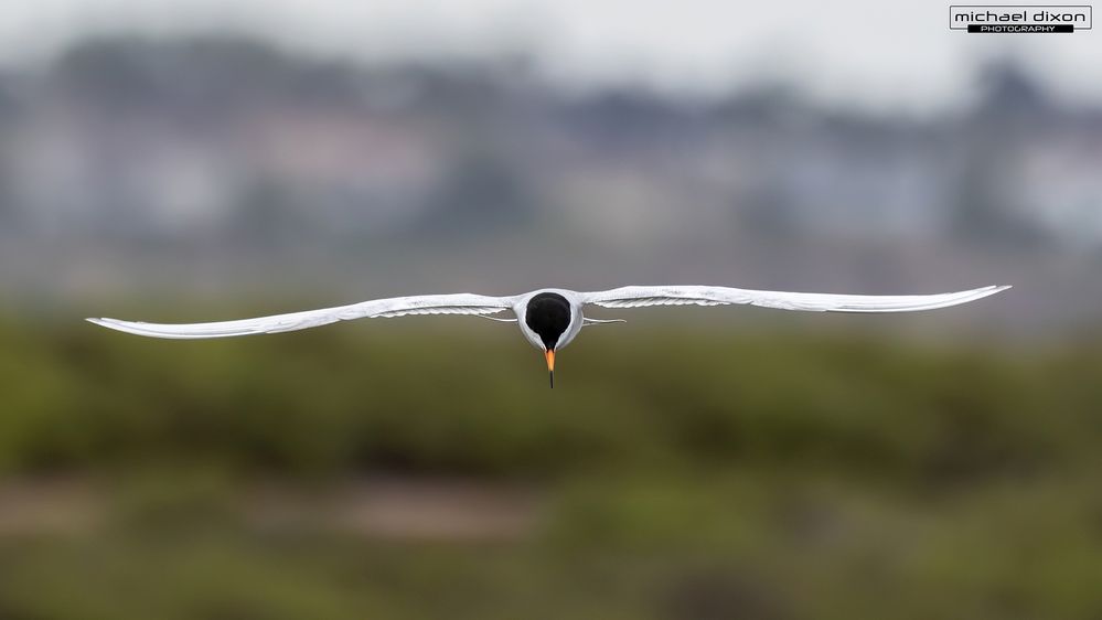 common tern in flight