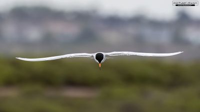 tern_bolsa_26_05_23_L0A6985.jpg