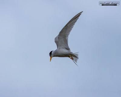 tern_bolsa_26_05_23_L0A6912.jpg