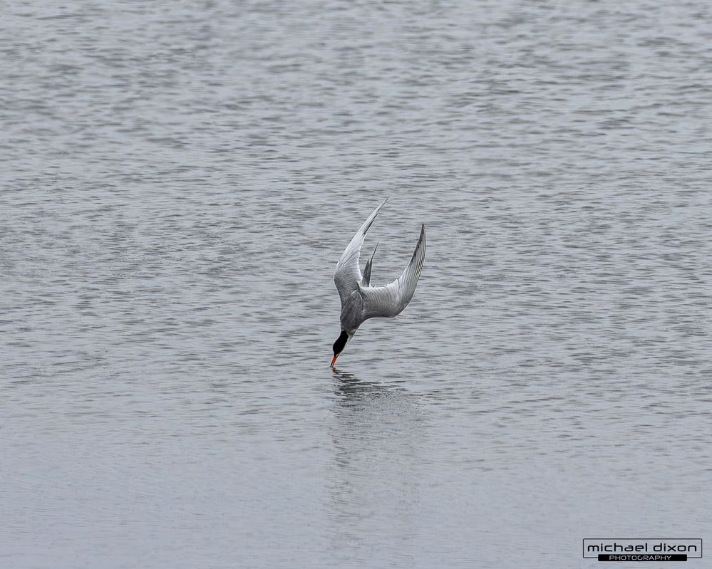 common tern diving for fish