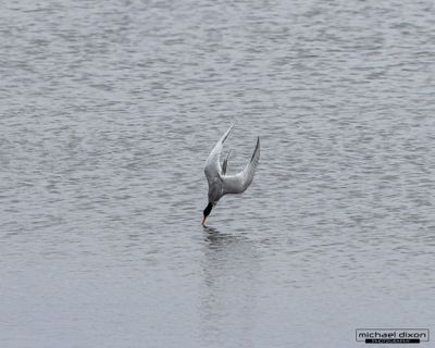 tern_bolsa_26_05_23_L0A9273.jpg