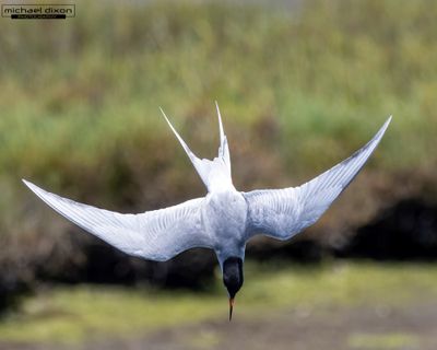 tern_bolsa_26_05_07_L0A0418.jpg