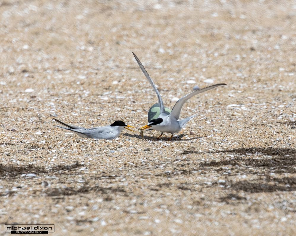 least tern delivering fish to a nesting mate