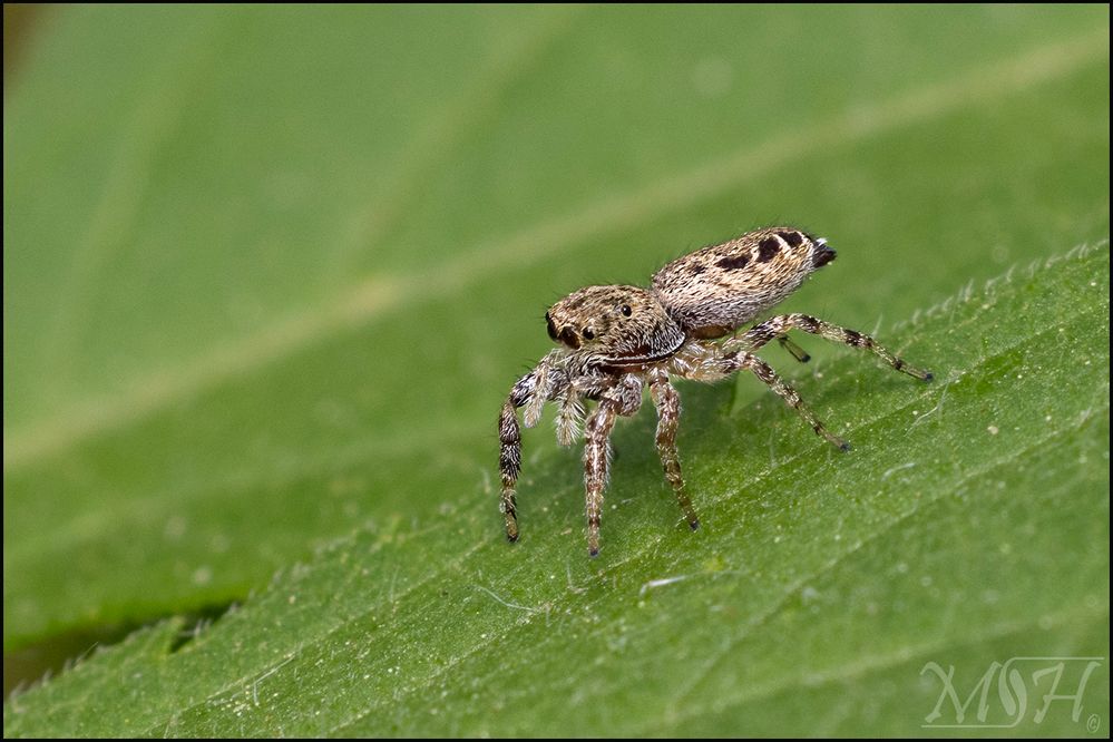 70571 Jumping Spider Profile.jpg