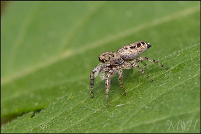 70571 Jumping Spider Profile.jpg