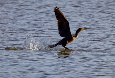 Anhinga 2.jpg