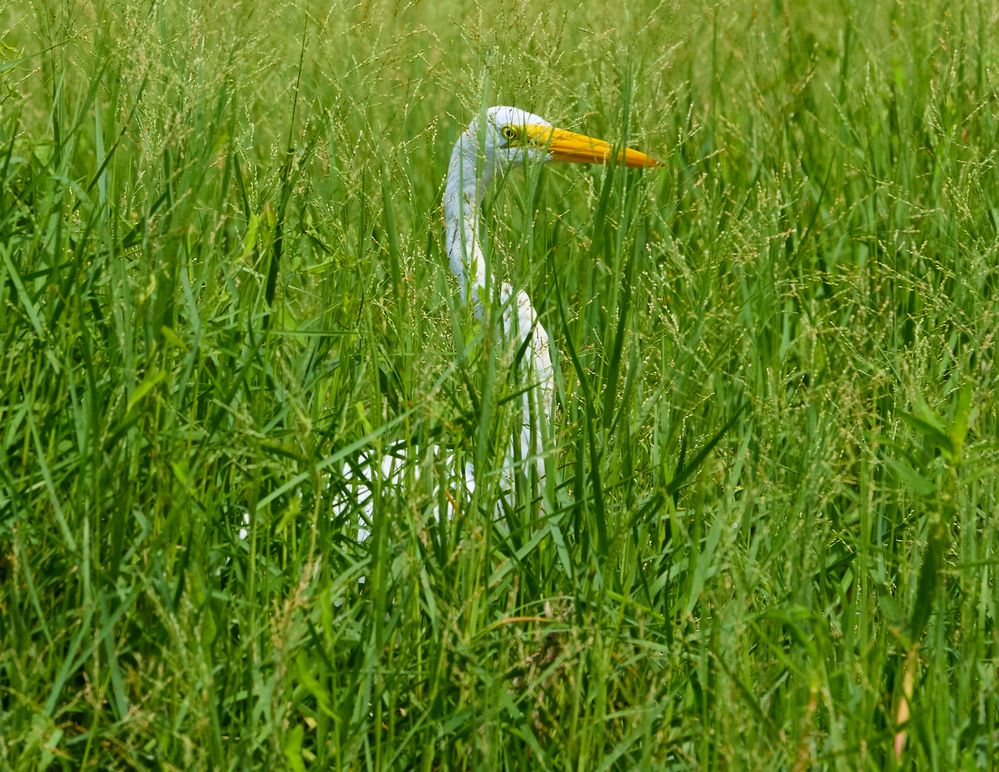 Can you see me!