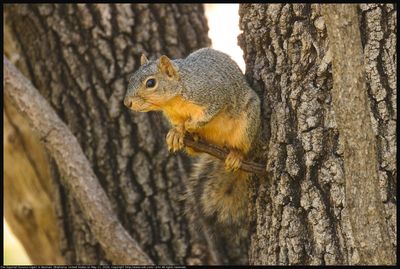 IMG_5904c_2026may11_squirrel