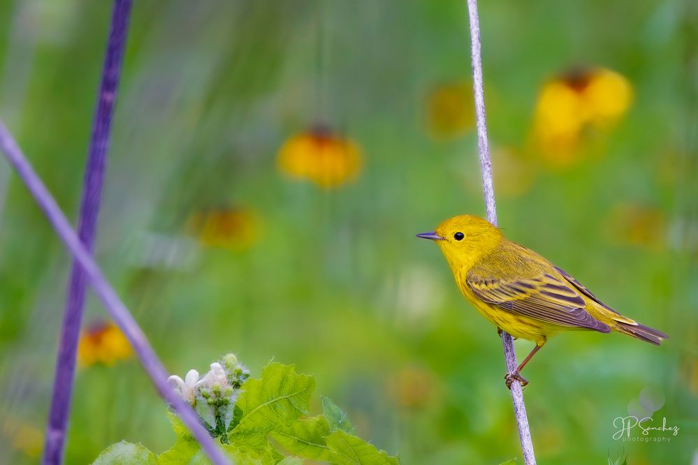 Yellow Warbler