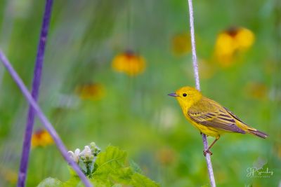 Yellow Warbler.jpg