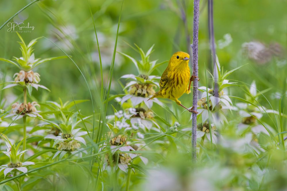 Yellow Warbler