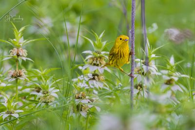 Yellow Warbler 2.jpg