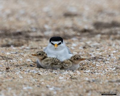 tern_least_bolsa_26_06_04_L0A4773.jpg