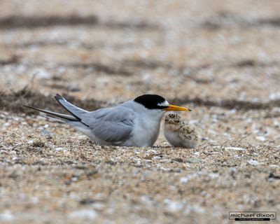 tern_least_bolsa_26_06_04_L0A5122.jpg