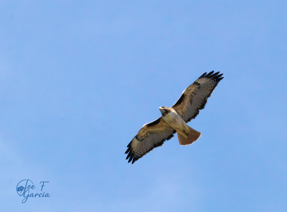 Red-tailed Hawk  R5 Mark II  RF200-800mm IS USM