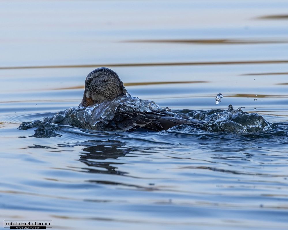 mallard_sepulveda_26_06_11_L0A9553.jpg