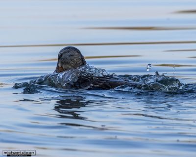 mallard_sepulveda_26_06_11_L0A9553.jpg