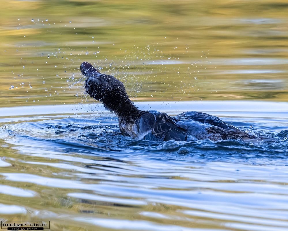 mallard_sepulveda_26_06_11_L0A9589.jpg
