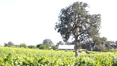 Historical Barn and winery in color 2026.jpg