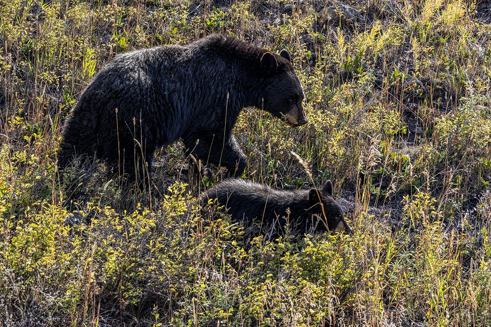 MHR57831_Mother Black Bear and Cub hillside.jpg