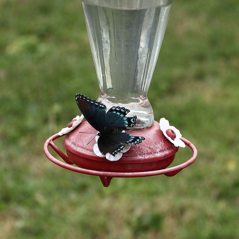 Black-winged hummingbird.JPG